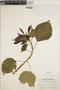 Euphorbia pulcherrima image