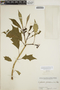 Euphorbia pulcherrima image