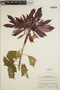 Euphorbia pulcherrima image