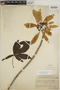 Euphorbia pulcherrima image