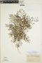 Euphorbia radioloides image