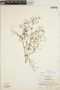 Euphorbia radioloides image