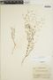 Euphorbia radioloides image