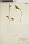 Euphorbia dentata image