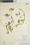Euphorbia dentata image
