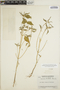 Euphorbia dentata image