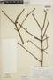 Euphorbia schlechtendalii image