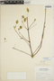 Euphorbia schlechtendalii image