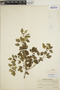 Euphorbia schlechtendalii image