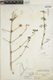 Euphorbia schlechtendalii image