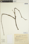 Euphorbia schlechtendalii image