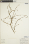 Euphorbia schlechtendalii image
