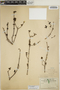 Euphorbia schlechtendalii image