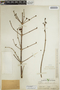 Euphorbia schlechtendalii image