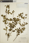 Euphorbia schlechtendalii image