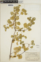 Euphorbia schlechtendalii image