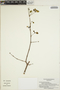 Euphorbia schlechtendalii image
