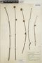 Euphorbia schlechtendalii image
