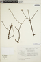 Euphorbia schlechtendalii image