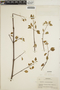 Euphorbia schlechtendalii image