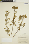 Euphorbia schlechtendalii image