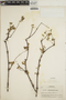 Euphorbia schlechtendalii image