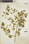 Euphorbia schlechtendalii image