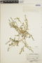 Euphorbia serpens image