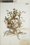 Euphorbia serpens image