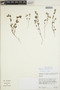 Euphorbia serpillifolia image