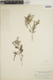 Euphorbia serpillifolia image