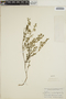 Euphorbia serpillifolia image