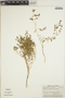 Euphorbia serpillifolia image