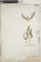 Euphorbia serpillifolia image