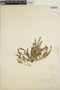 Euphorbia serpillifolia image