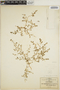 Euphorbia serpillifolia image