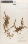 Euphorbia prostrata image