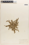 Euphorbia prostrata image