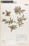 Euphorbia prostrata image