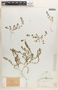 Euphorbia prostrata image