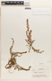 Euphorbia prostrata image