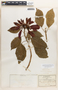 Euphorbia pulcherrima image