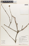 Euphorbia schlechtendalii image