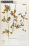 Euphorbia schlechtendalii image