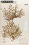 Euphorbia simulans image