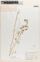 Euphorbia simulans image