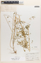 Euphorbia simulans image