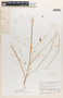 Euphorbia simulans image
