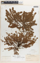 Euphorbia stictospora image