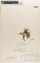 Euphorbia stictospora image